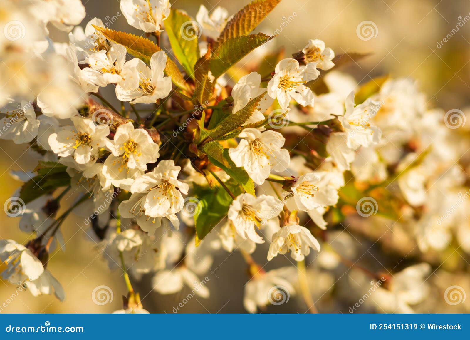 Great White Flowering Cherry Tree Stock Image Image of blossom, white