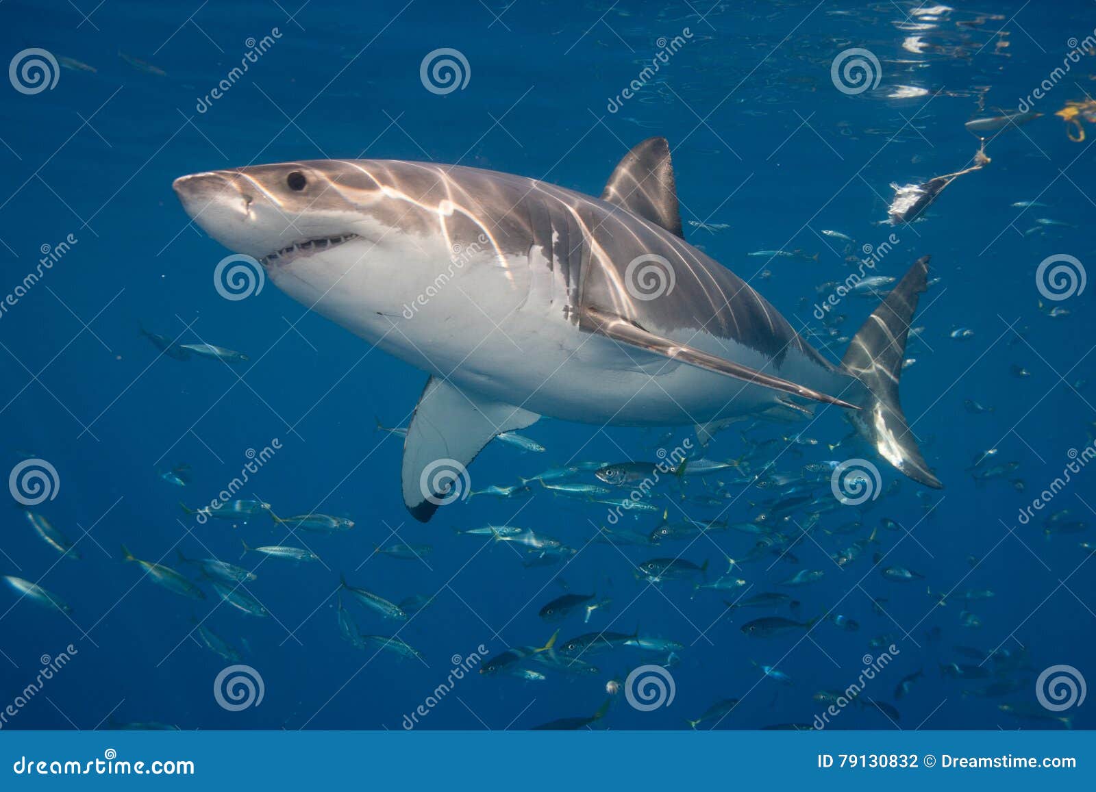 Great white near surface stock photo. Image of surface 79130832
