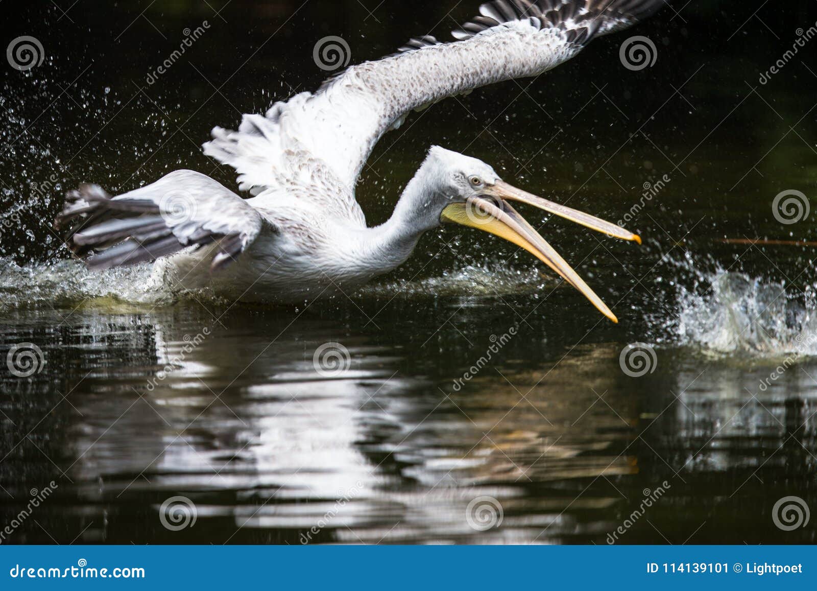 great white pelican also known as the eastern white pelican