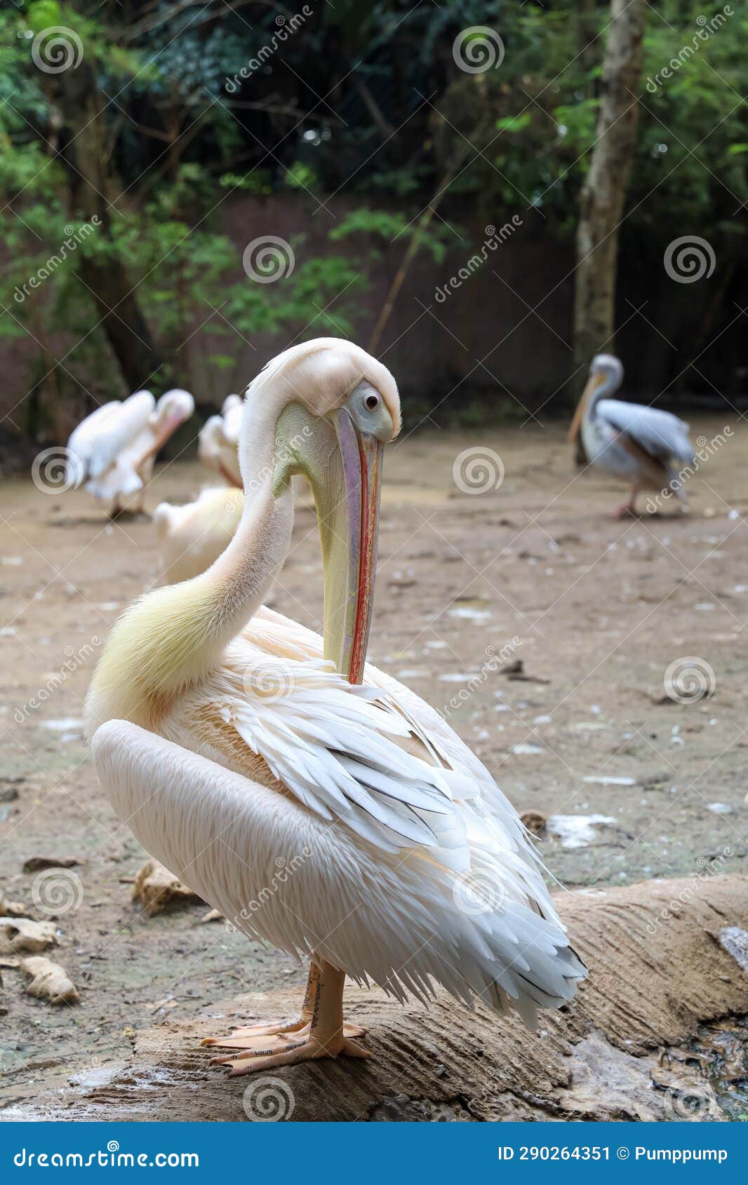 The Great White Pelican Bird in Garden Stock Image Image of zoology