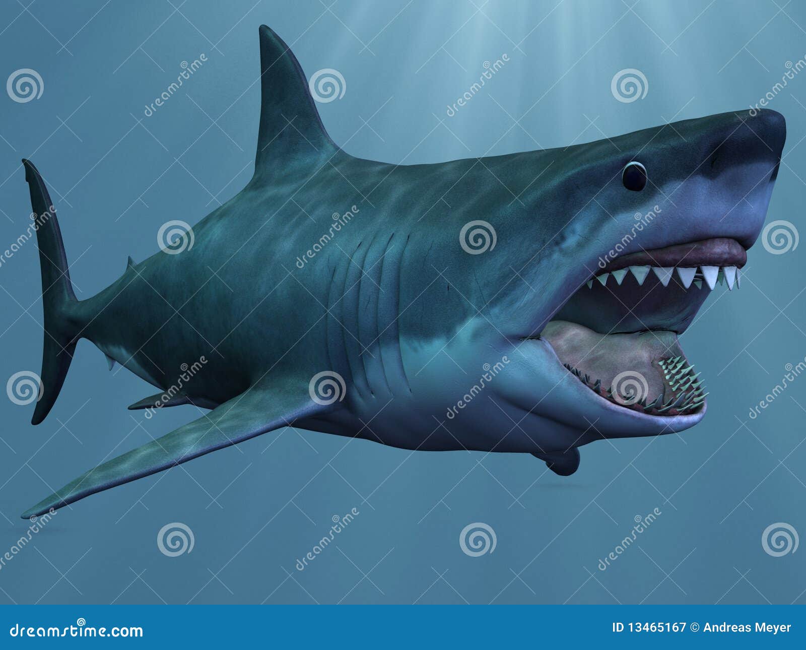 Great White Shark stock illustration. Illustration of water - 13465167