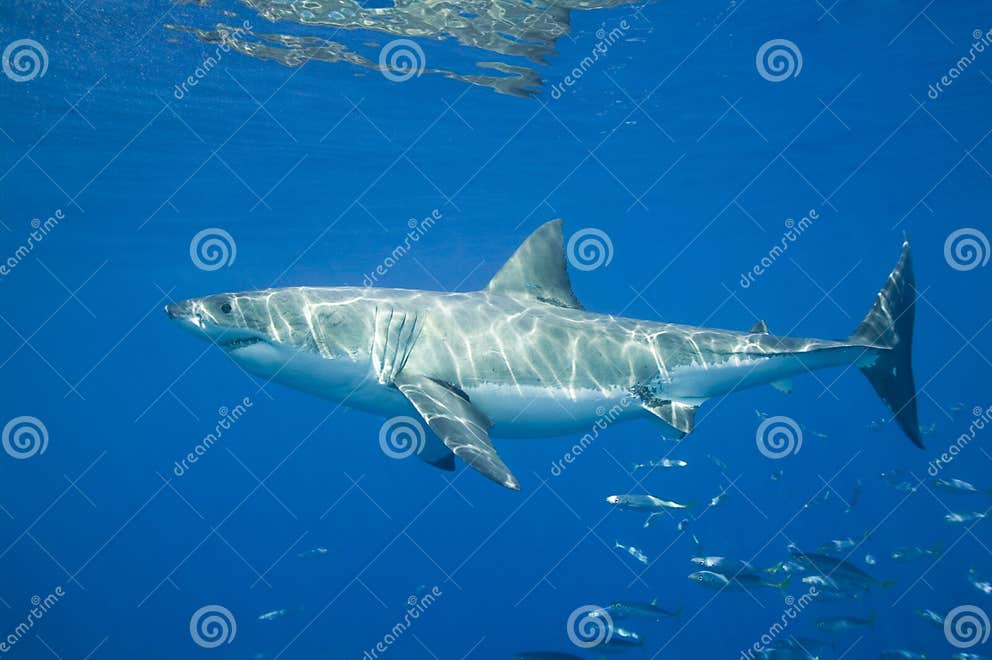 Great White Shark stock image. Image of ocean, swimming - 8481647