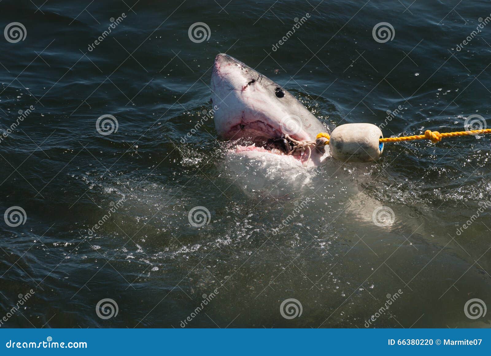 A Great White Shark with a Bait Rope in Its Mouth Stock Photo