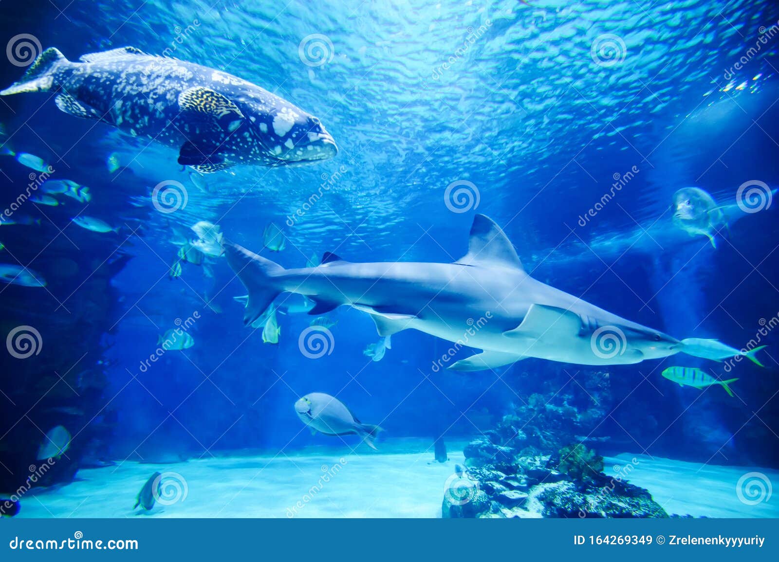 The Great White Shark in the Big Blue Stock Image - Image of dangerous