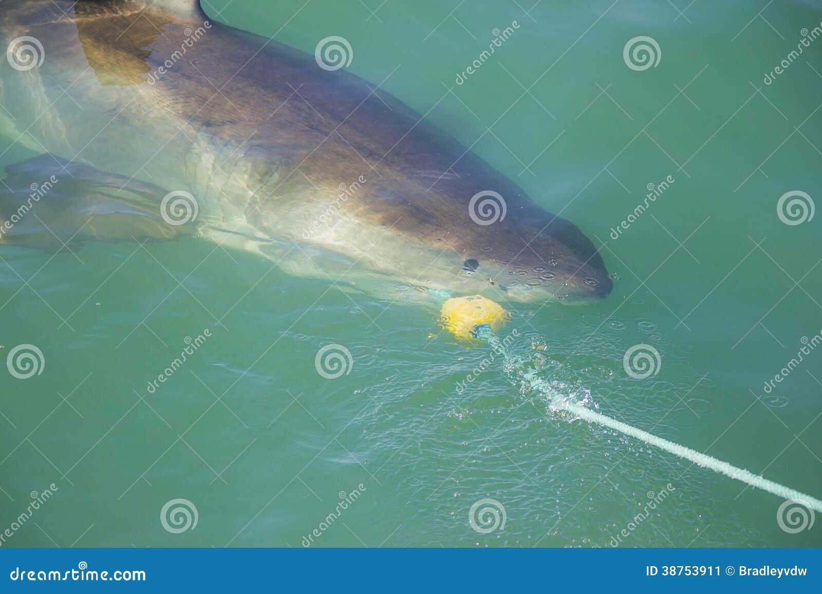 Great White Shark Biting Decoy And Bait Stock Image Image 38753911
