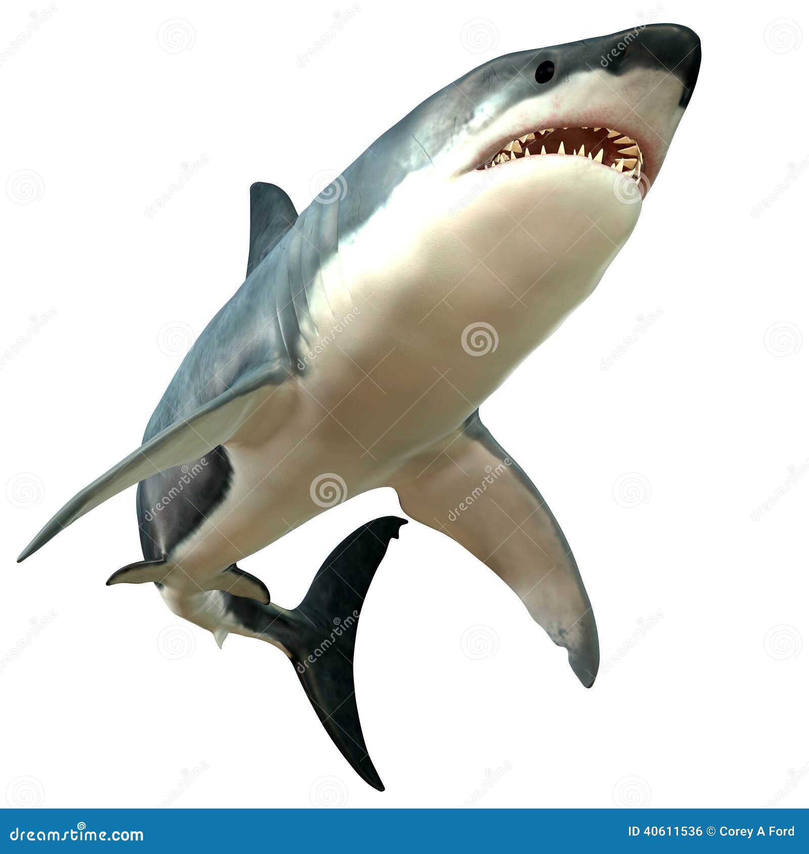 great white shark body