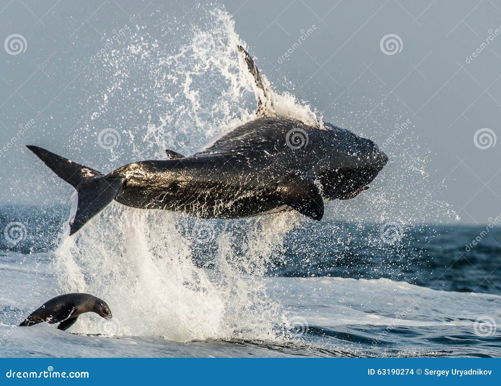 Leopard Seal Attack Shark