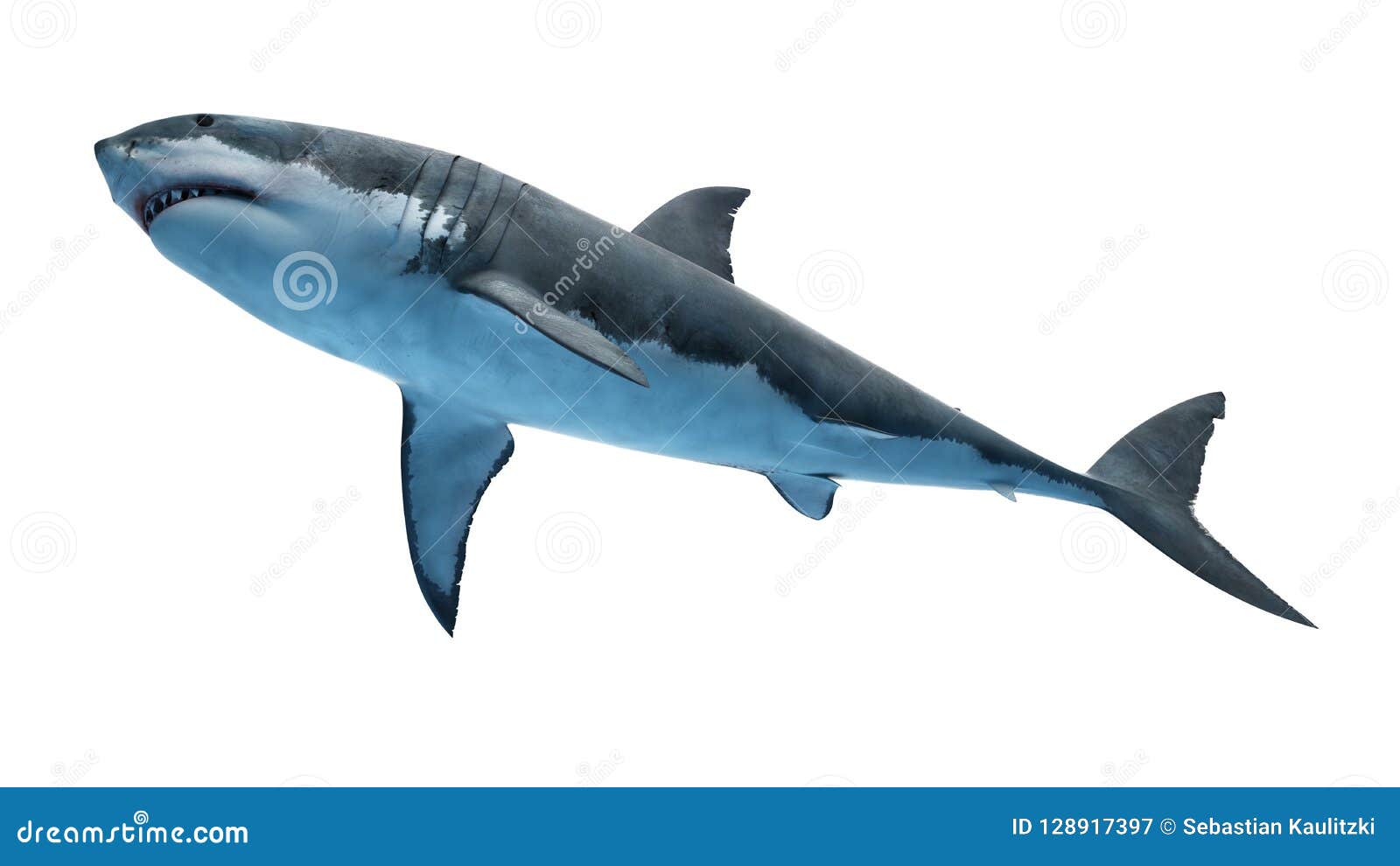 A great white shark stock illustration. Illustration of aquatic - 128917397