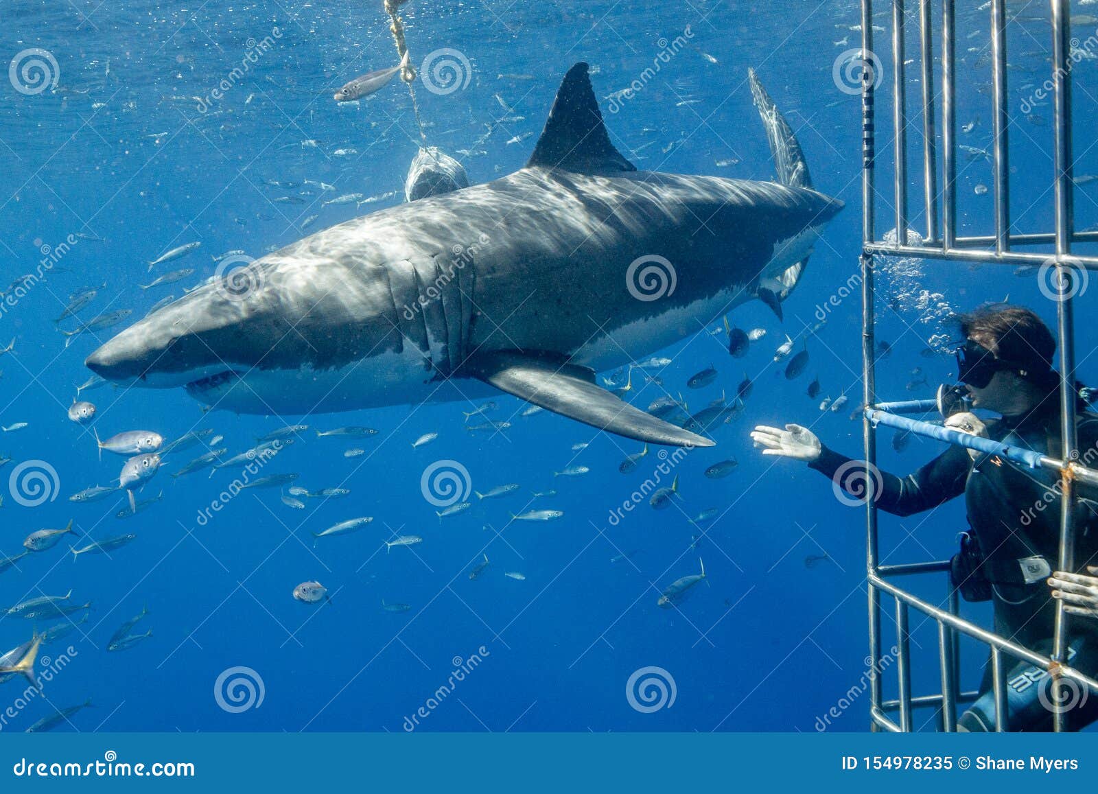 Shark Diving Cages Editorial Photo 49025243