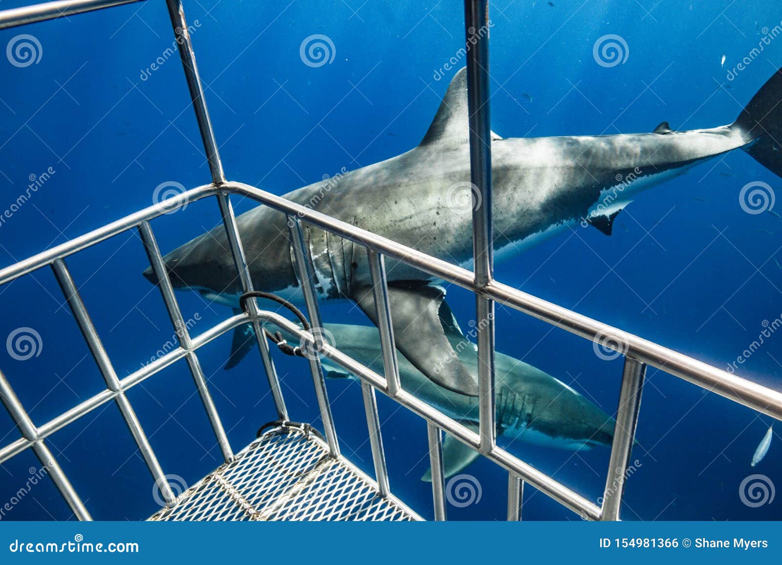Great White Shark Diving in Mexico Stock Photo Image of swimming