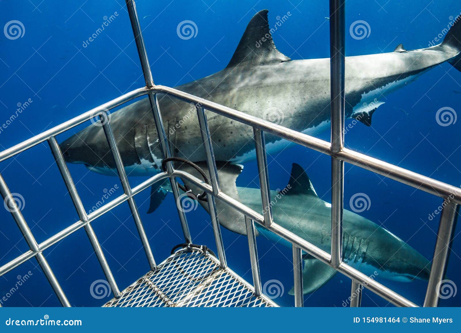 Great White Shark Diving in Mexico Stock Photo Image of guadalupe