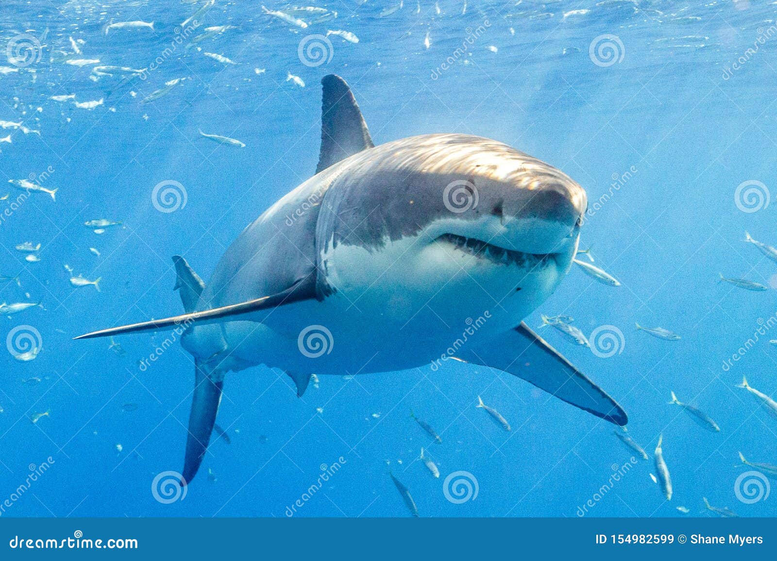 Great White Shark Diving in Mexico Stock Image - Image of ocean