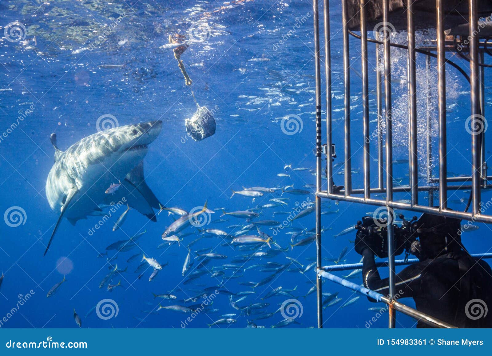 Great White Shark Diving in Mexico Stock Image Image of nature, trip