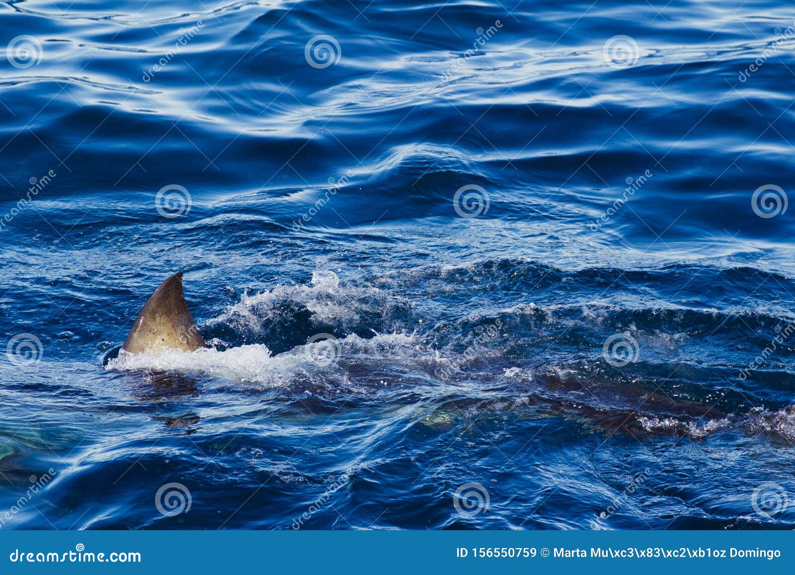 Shark Fins In Water