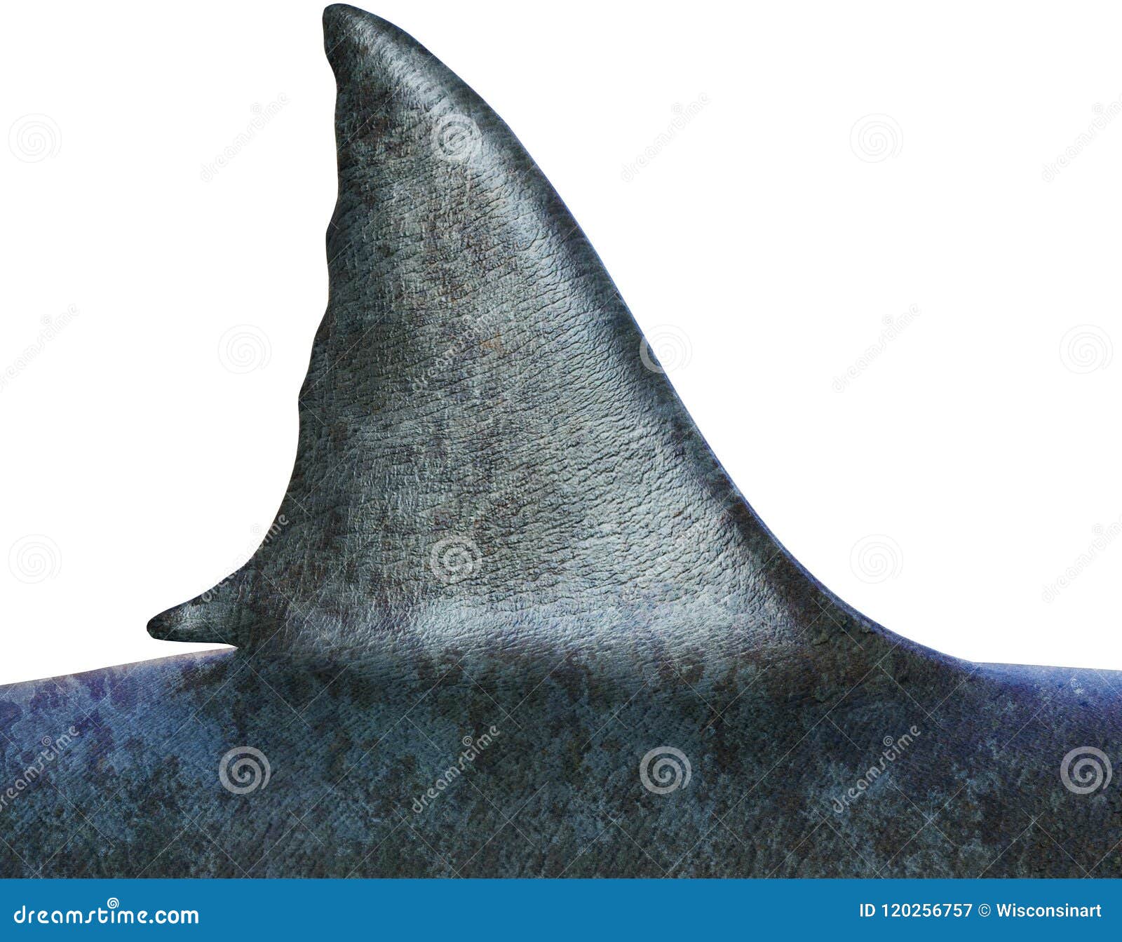 great white shark fin, 