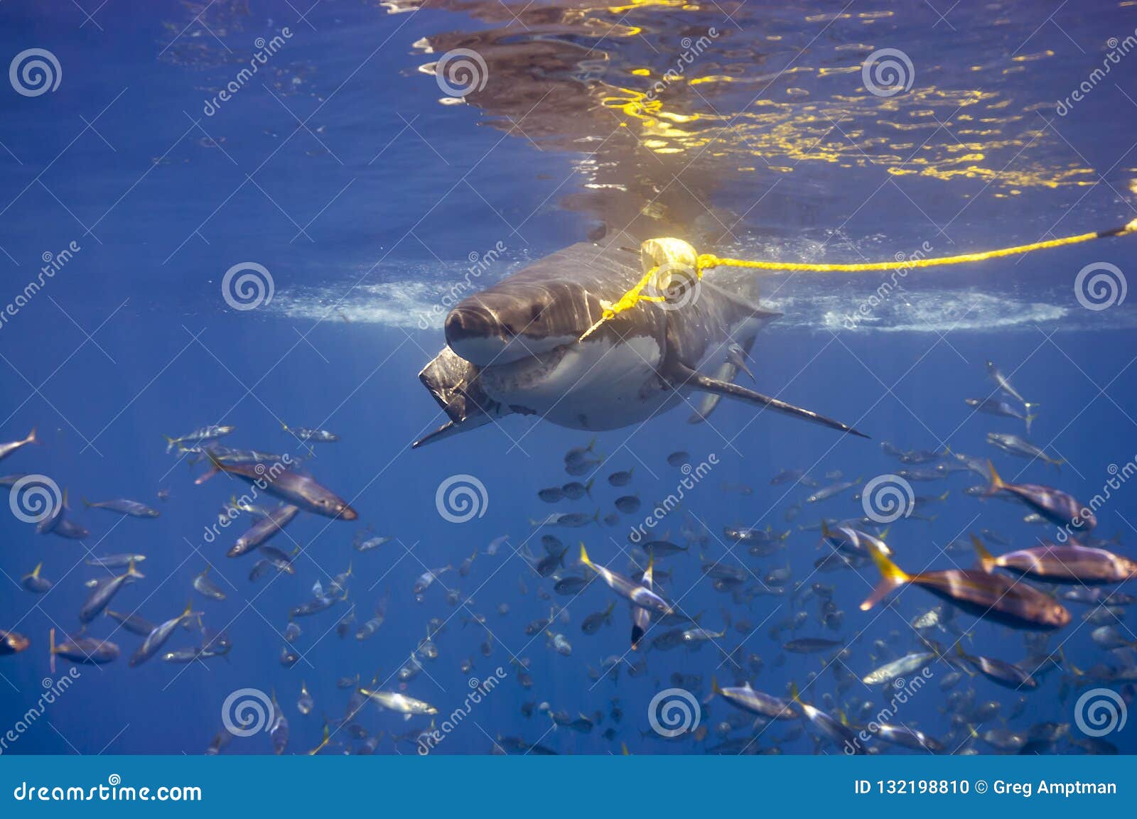 Great White Shark stock photo. Image of pelagic, underworld - 132198810
