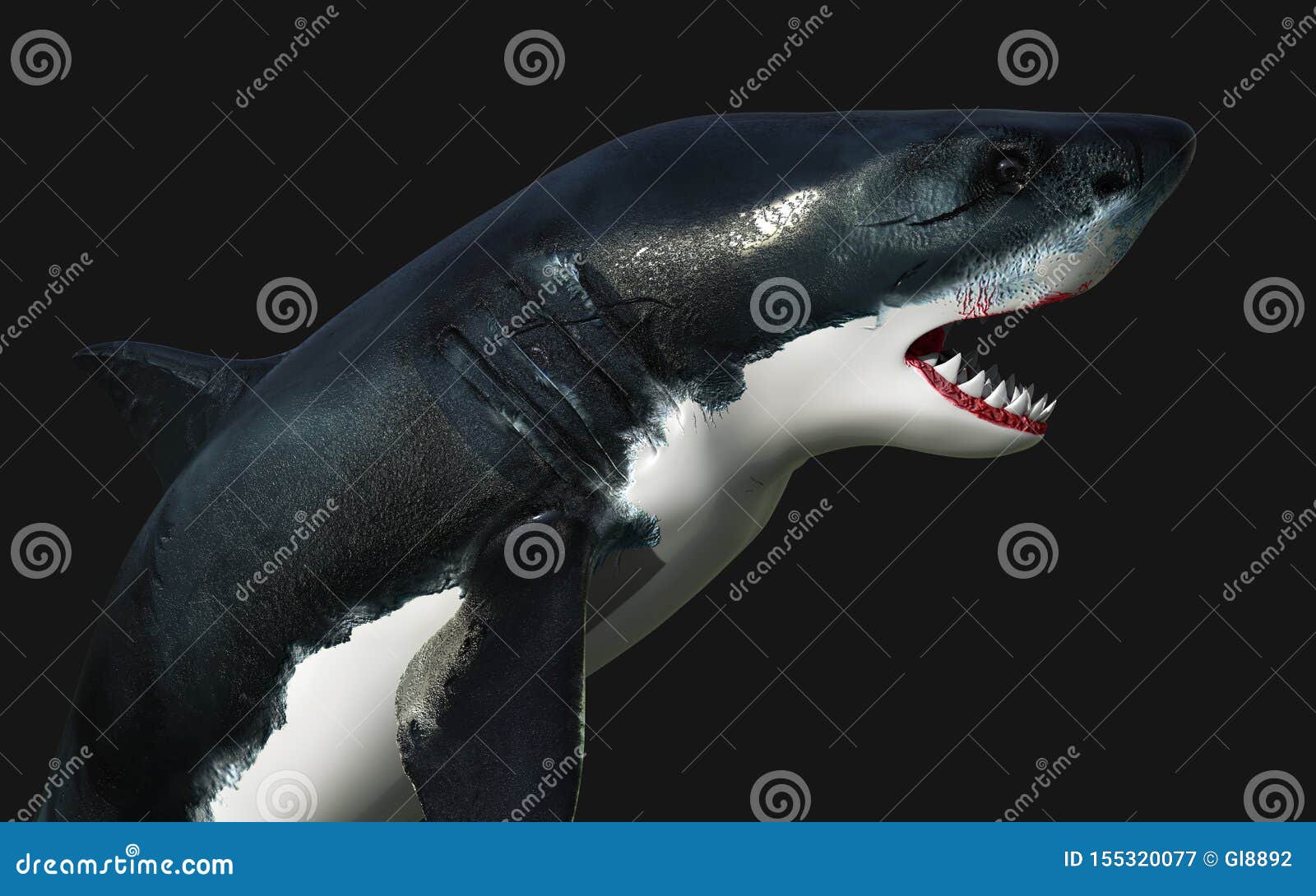 great white shark black and white