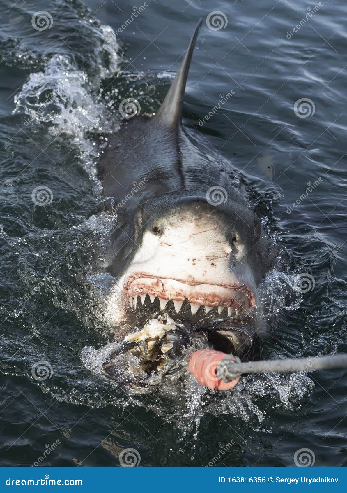 Great White Shark with Open Mouth on the Surface Out of the Water and Grabs  Bait. Scientific Name: Carcharodon Carcharias Stock Photo - Image of great,  jaws: 163816356