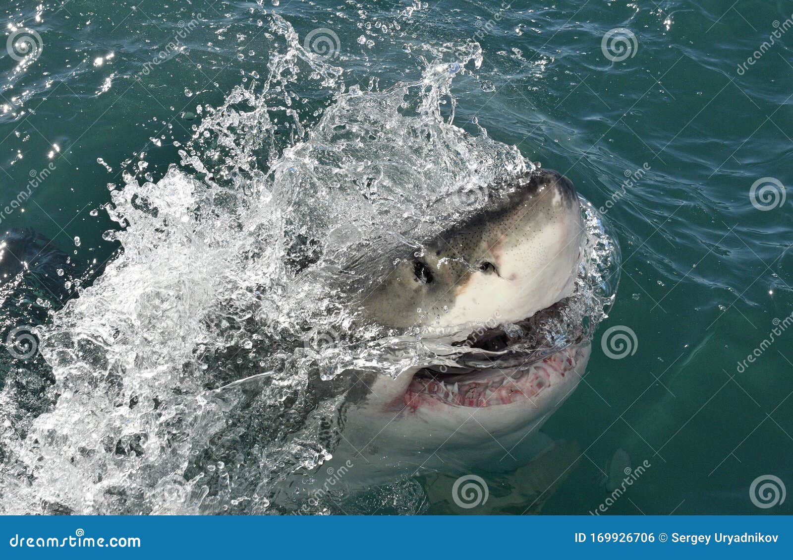 great white shark in the water