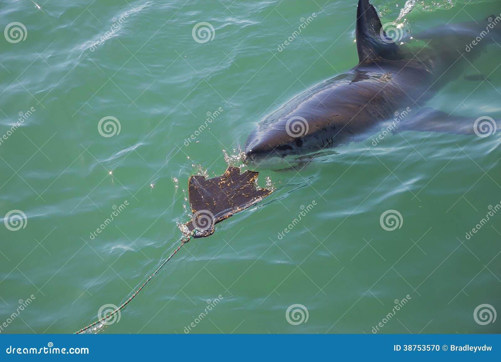 A Juvenile Great White Shark ATTACKS A Seal Decoy!