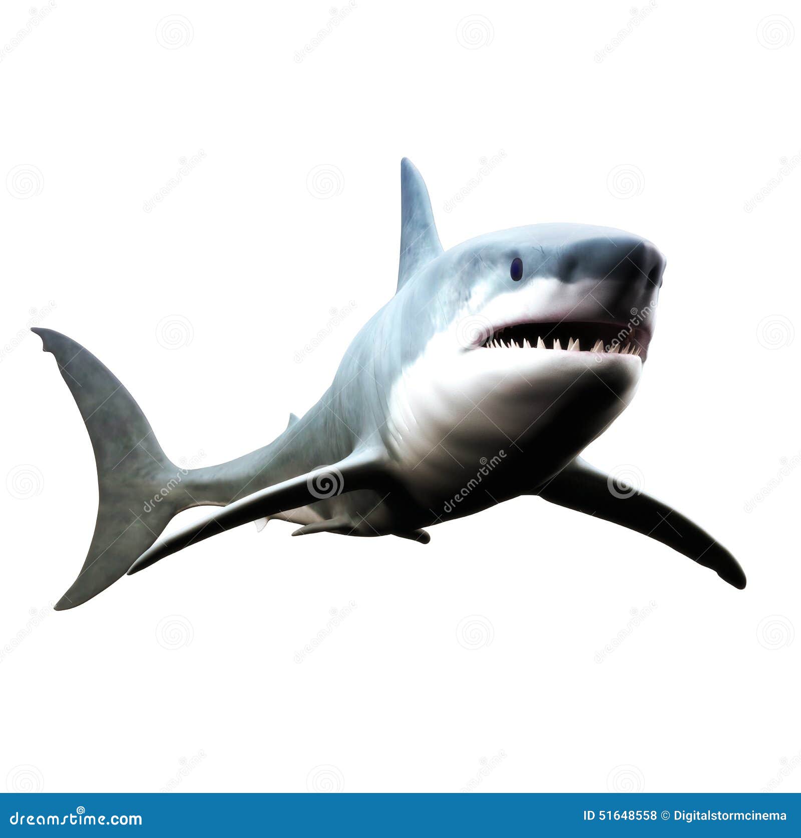 Great white shark swimming stock photo. Image of large - 51648558