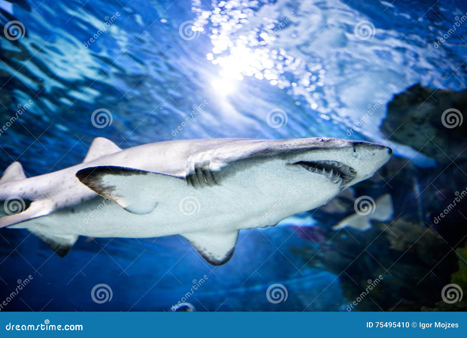 Great white shark swimming stock photo. Image of colorful - 75495410