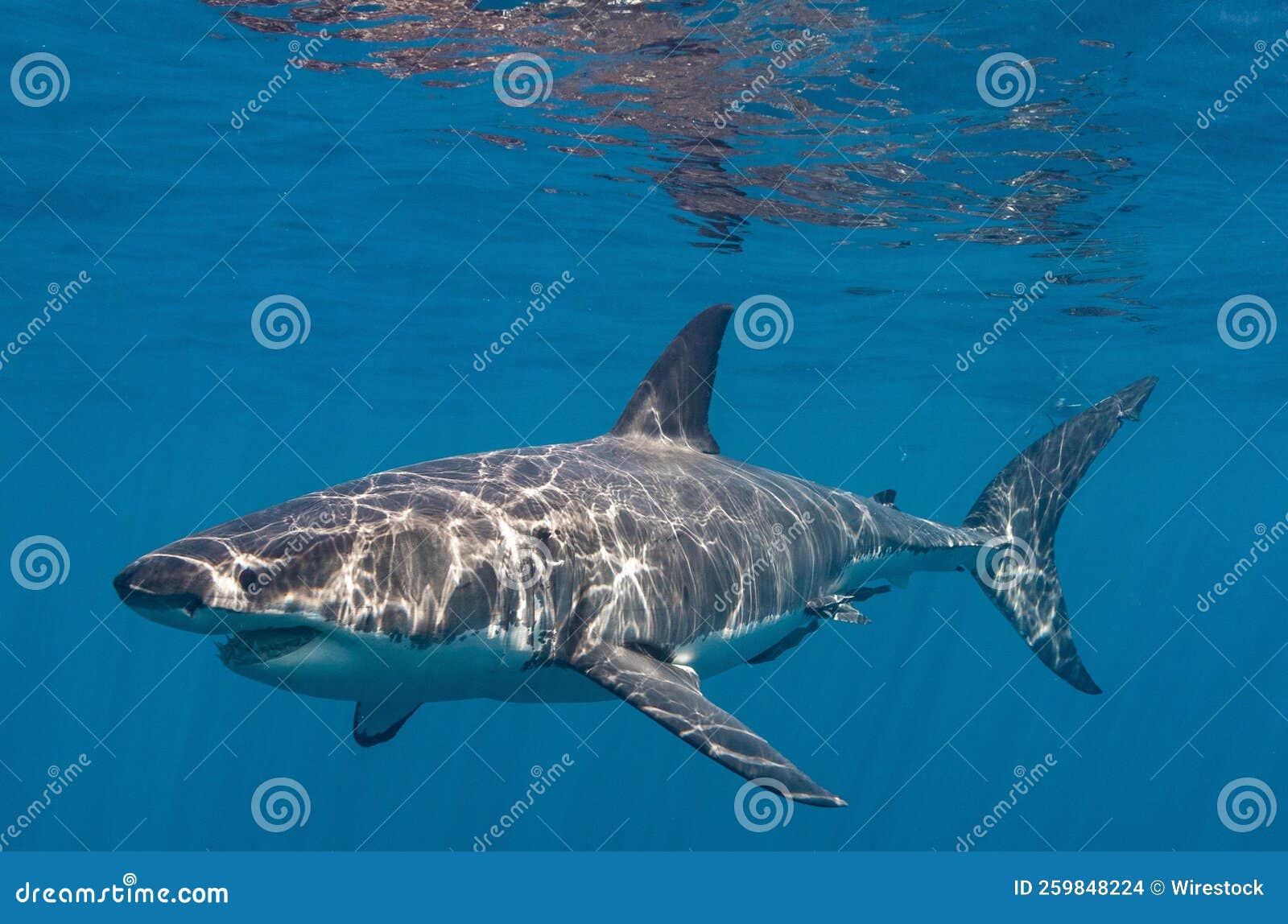 Great White Shark in the Water Stock Photo - Image of wildlife
