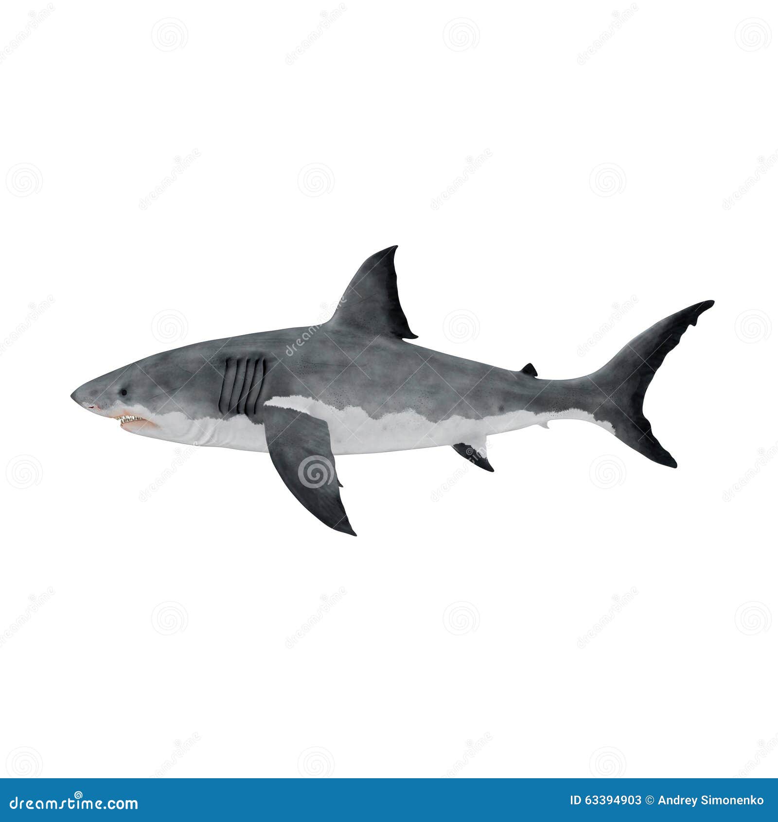 Great White Shark on White Background Stock Image - Image of teeth