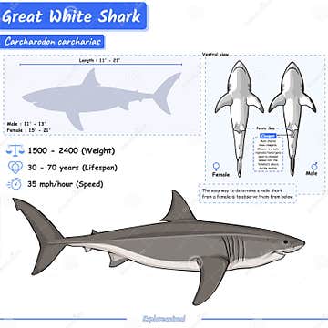 Great White Sharks Infographic Stock Vector - Illustration of tertiary