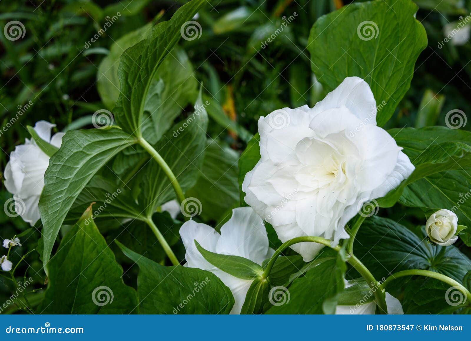 great white trillium, trillium grandiflorum `flore pleno`, blooming in a garden