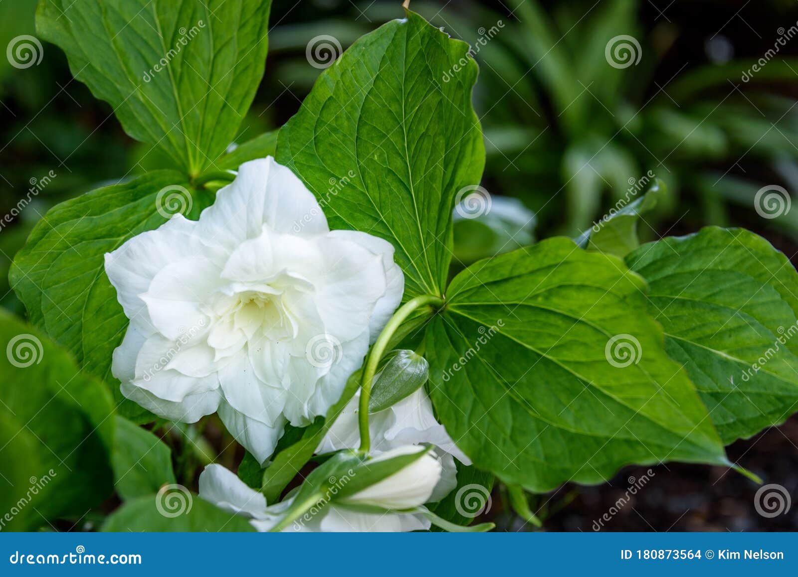 great white trillium, trillium grandiflorum `flore pleno`, blooming in a garden