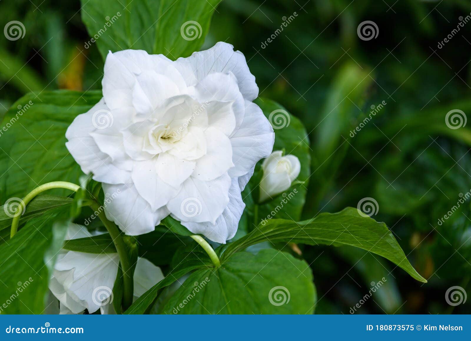 great white trillium, trillium grandiflorum `flore pleno`, blooming in a garden