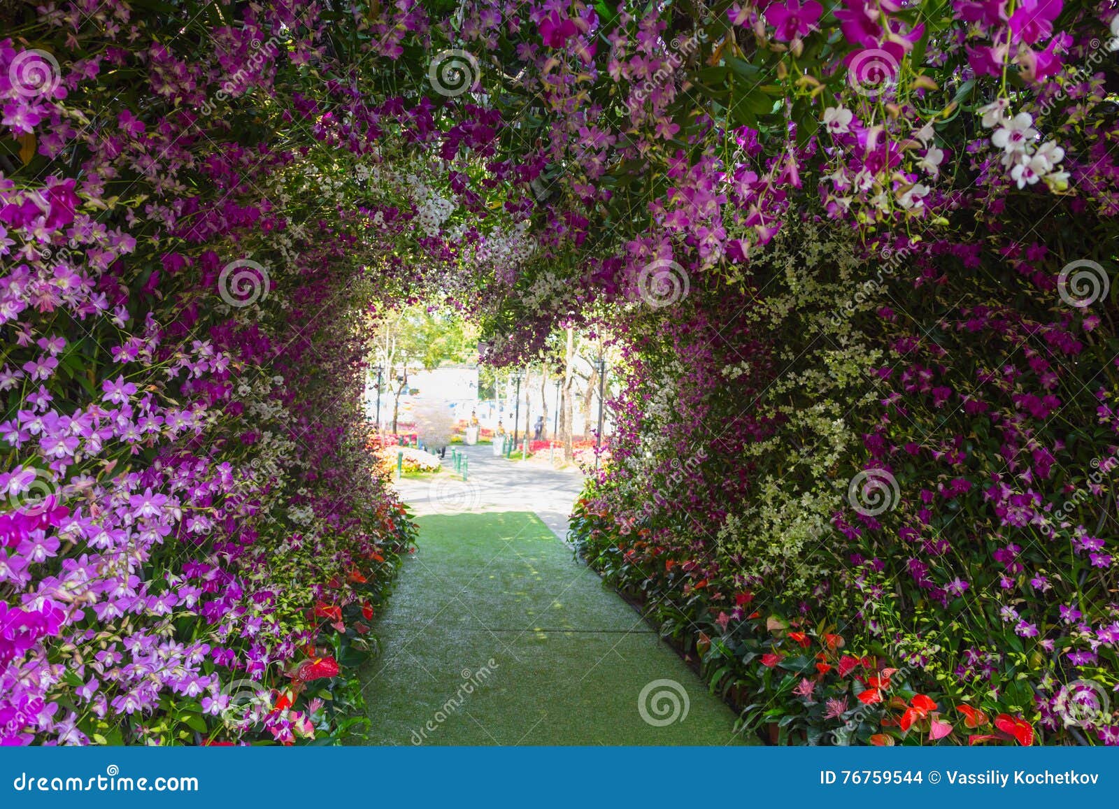 The Great Wisteria Flower Arch Stock Photo Image of pink, beautiful