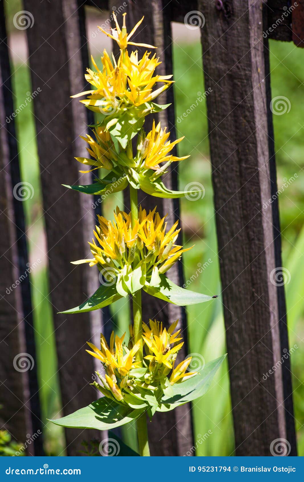 great yellow gentian flower natural medicine