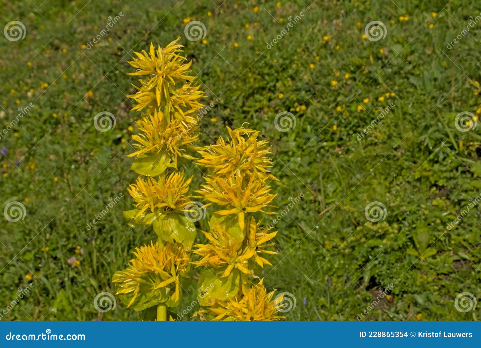 great yellow gentian flowers in the mountains