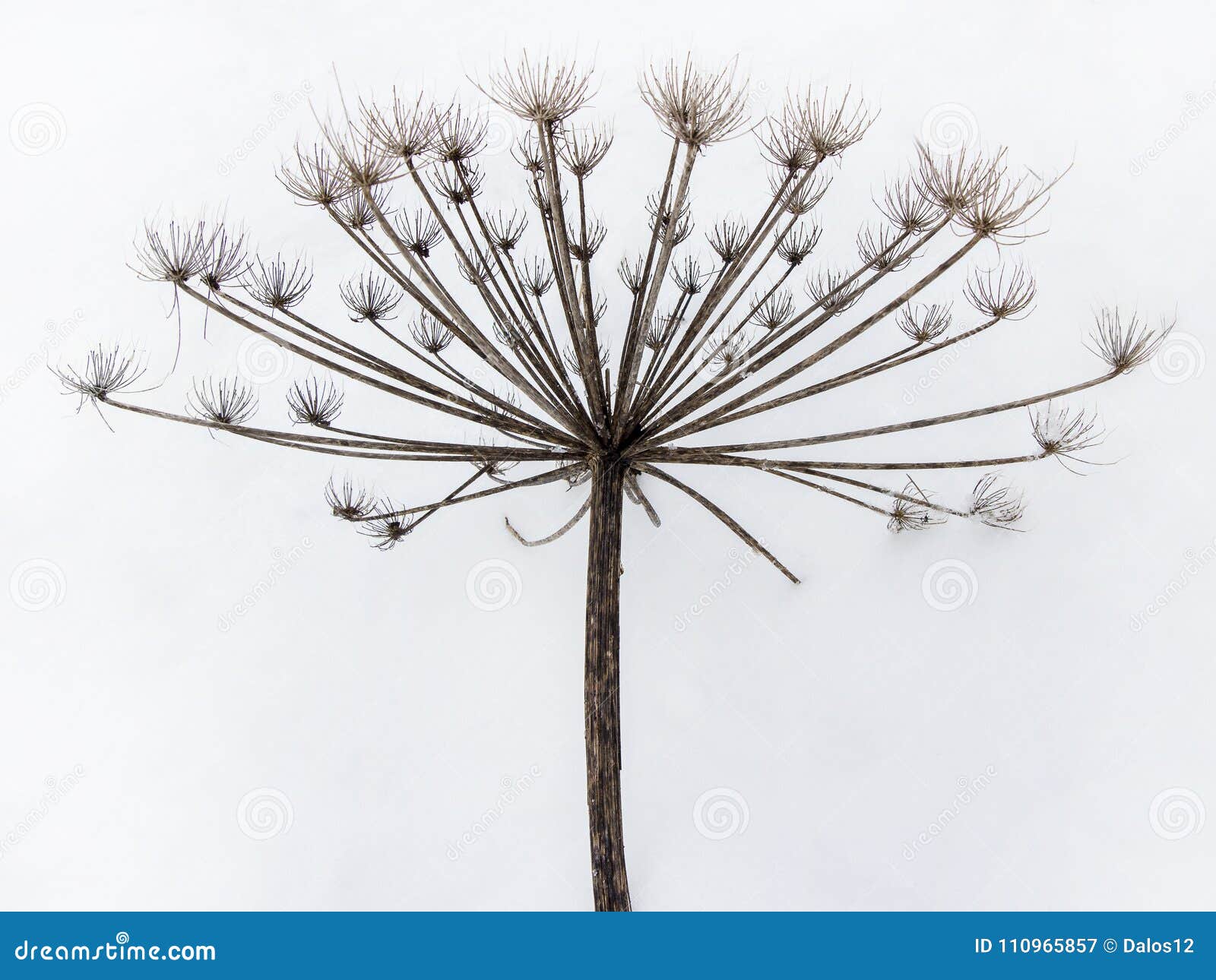 the dried frozen plant twig in beautiful winter snow background