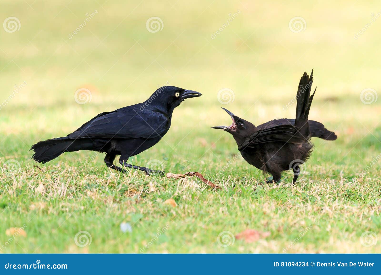 the greater antillean grackle