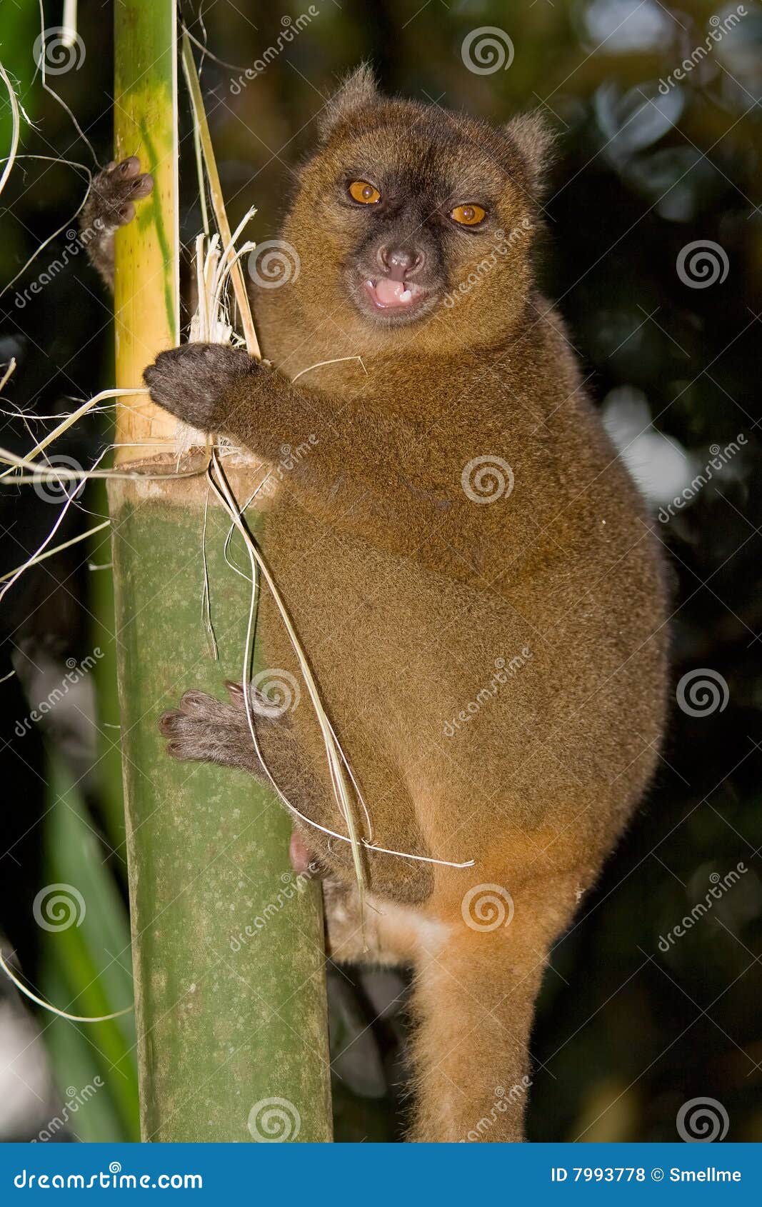 greater bamboo lemur