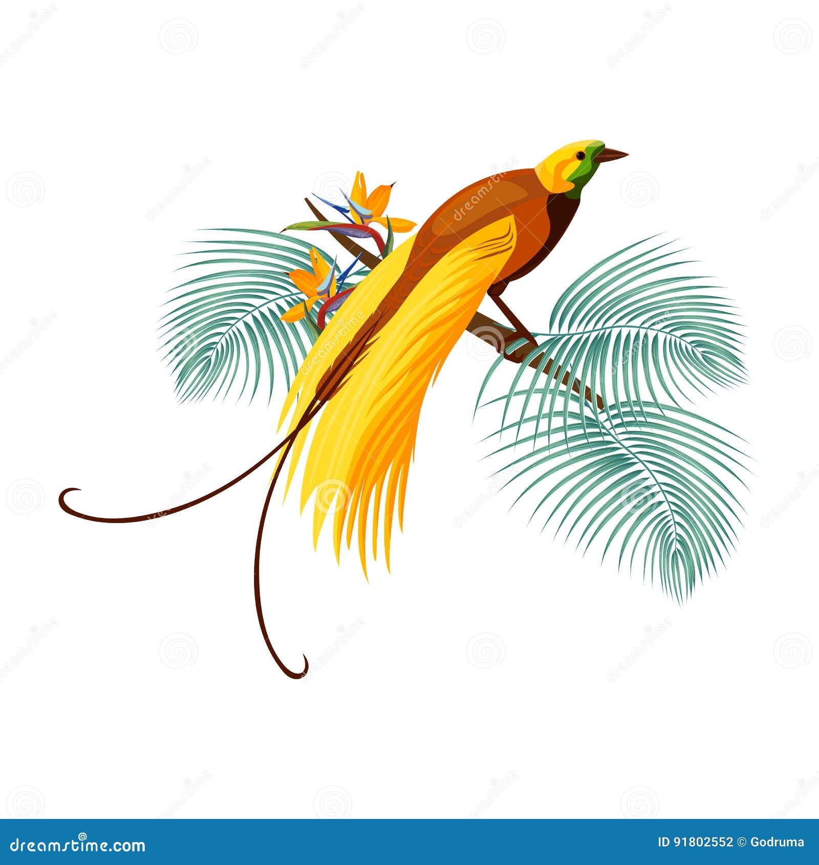 greater bird-of-paradise with yellow tail sitting on branch