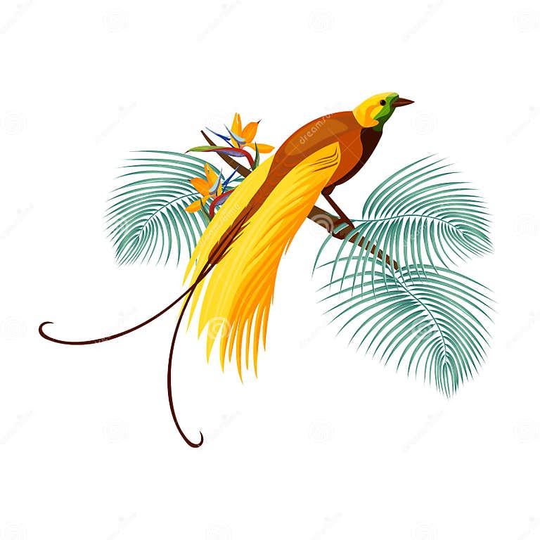 Greater Bird-of-paradise with Yellow Tail Sitting on Branch Stock