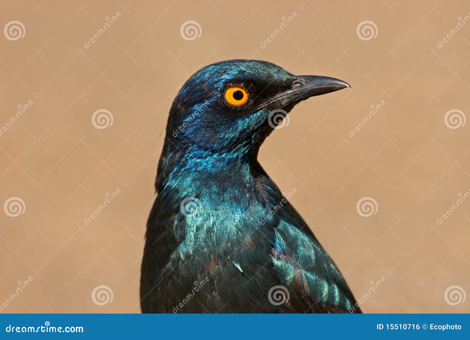 greater blue-eared starling