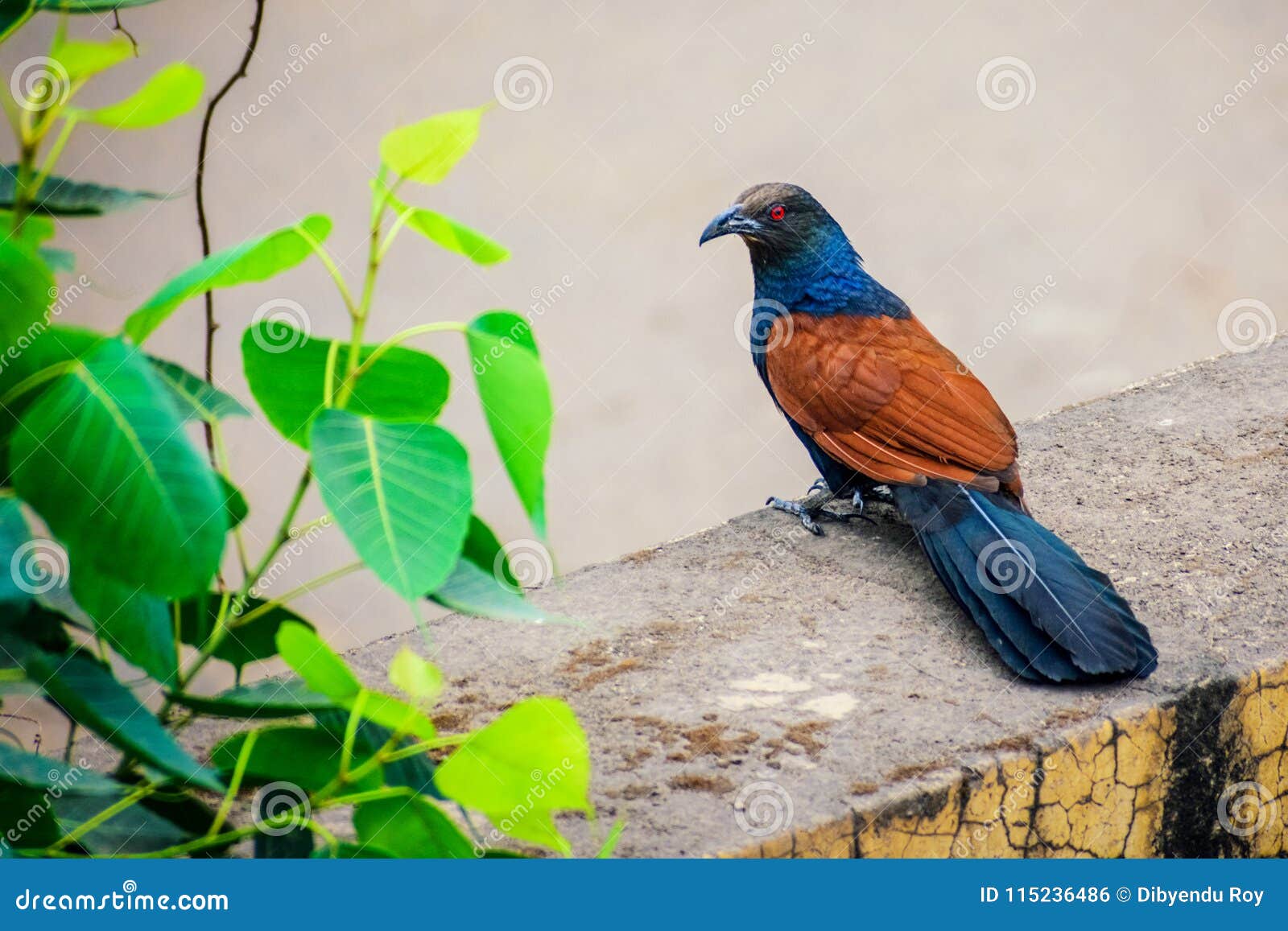 the greater coucal or crow pheasant or large cuckoo sitting on a ledge of a wall
