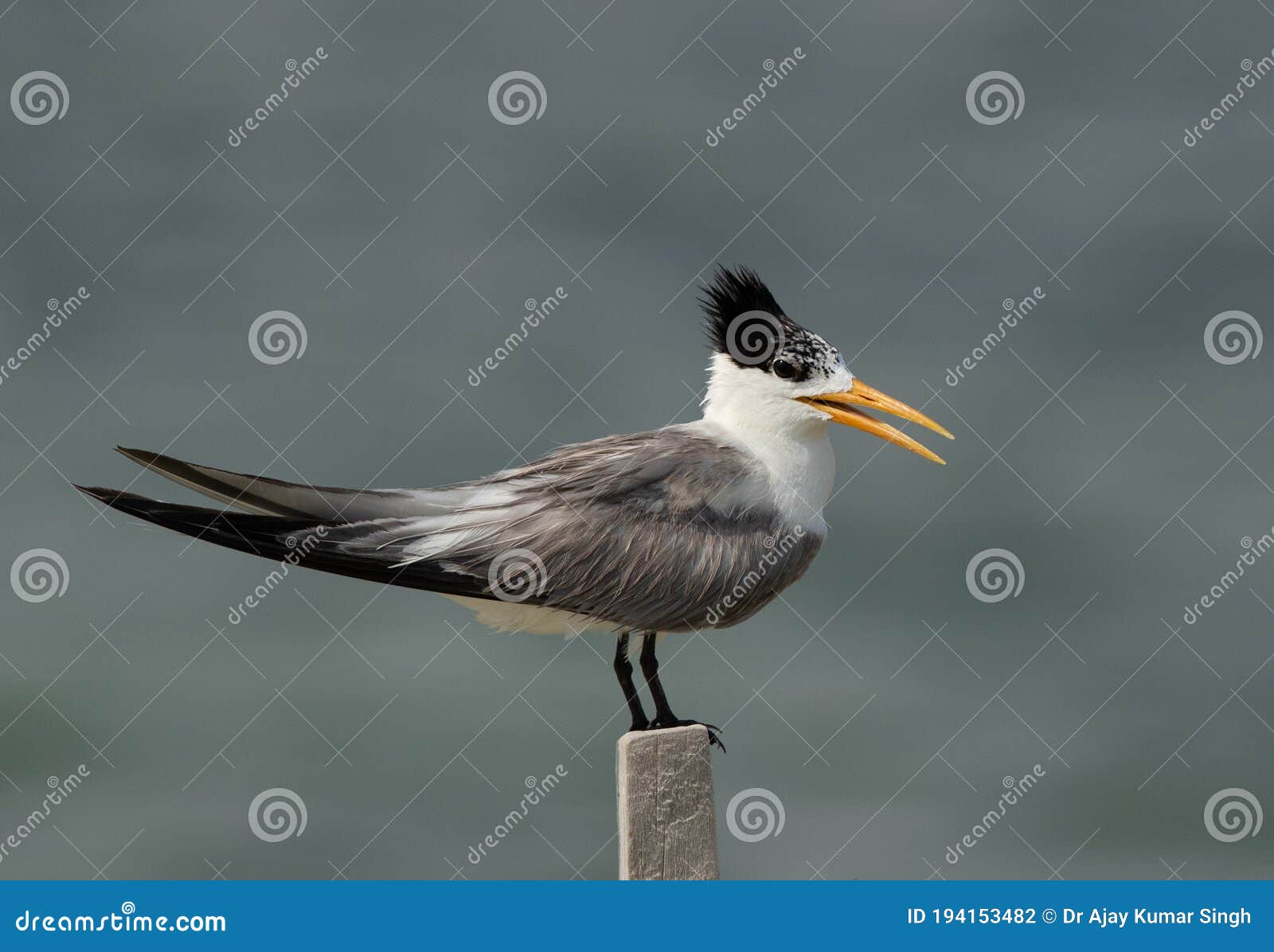 Greater Crested Tern With Beautiful Crest Perched On A Wooden Log At Busaiteen Coast Bahrain Stock Photo Image Of Feather Tail Greater Crested Tern With Beautiful Crest Perched On A Wooden Log At Busaiteen Coast Bahrain Stock Photo Image Of Feather Tail