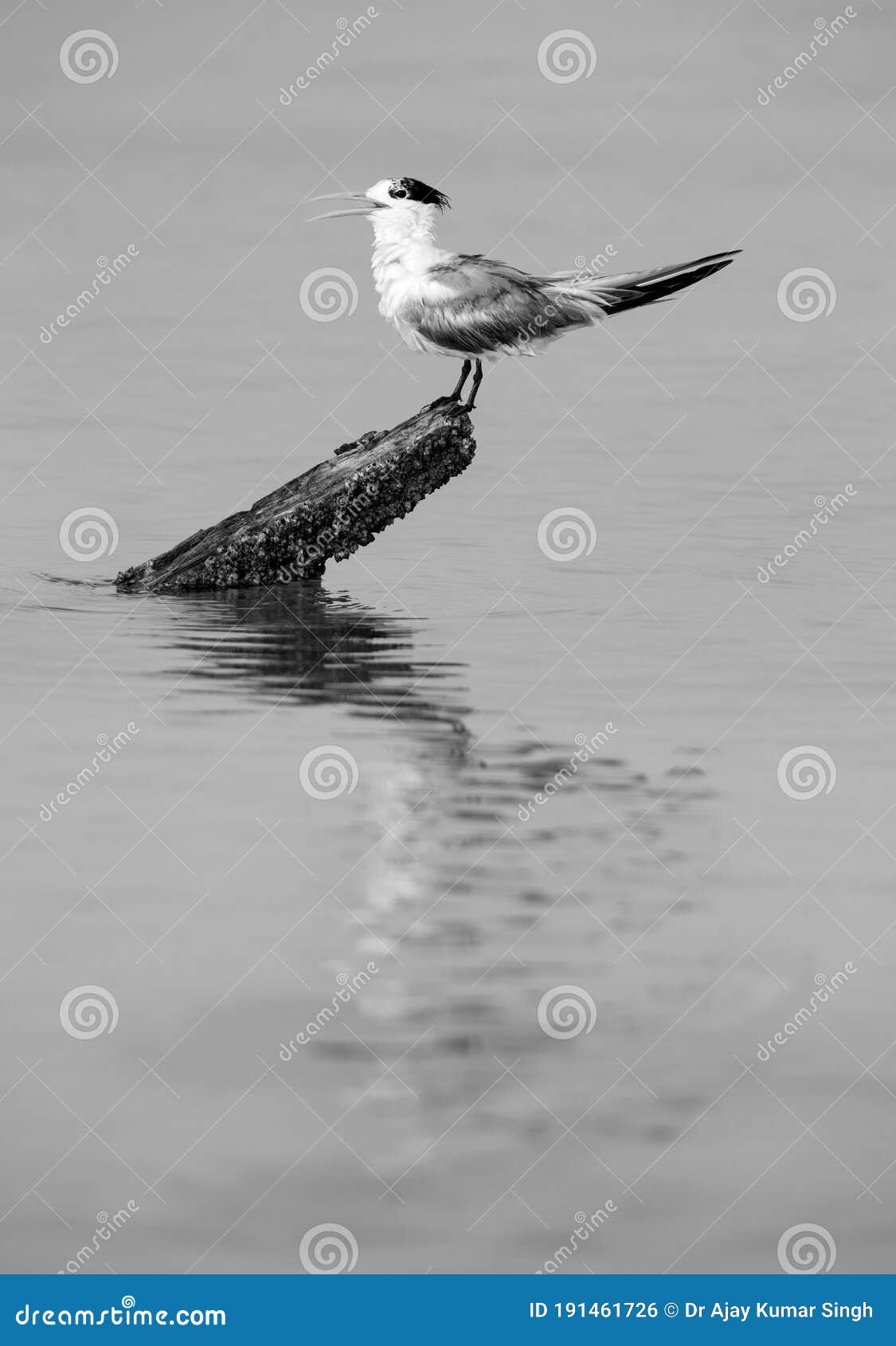greater crested tern at busaiteen coast, bahrain. a highkey image