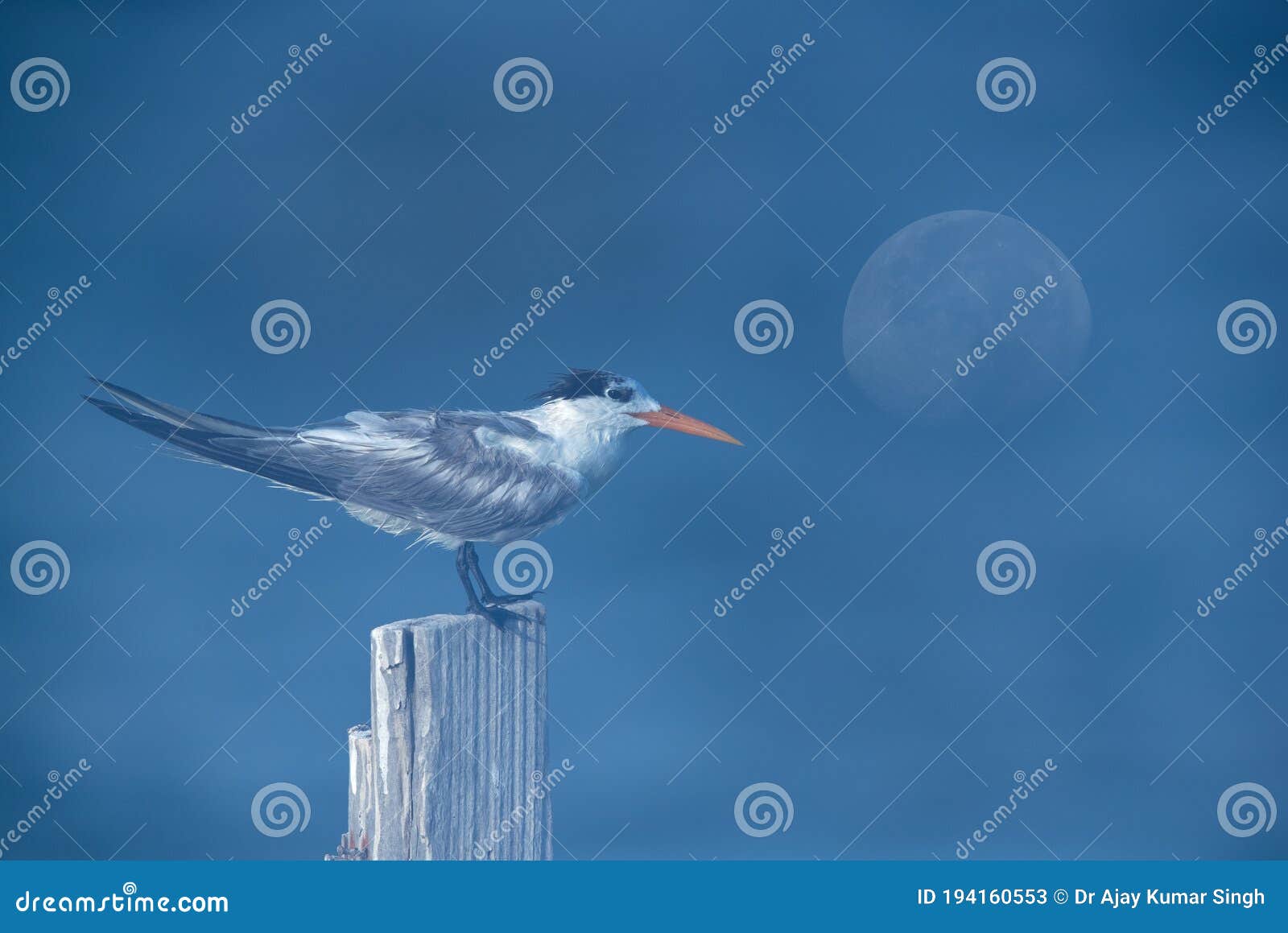 greater crested tern and moon at busaiteen coast, bahrain. this is image gerenated by multiexposure technique in camera