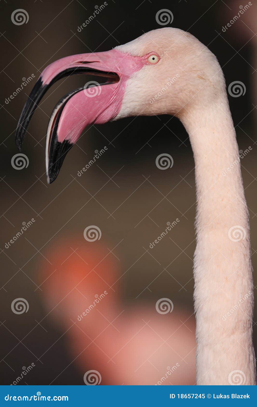 greater flamingo