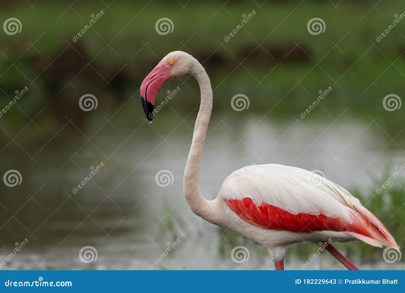 Greater Flamingo Closer Look with Wings Open at Gujarat, India Stock Image - Image of desert, creature: 182229643 Greater Flamingo Closer Look with Wings Open at Gujarat, India Stock Image - Image of desert, creature: 182229643