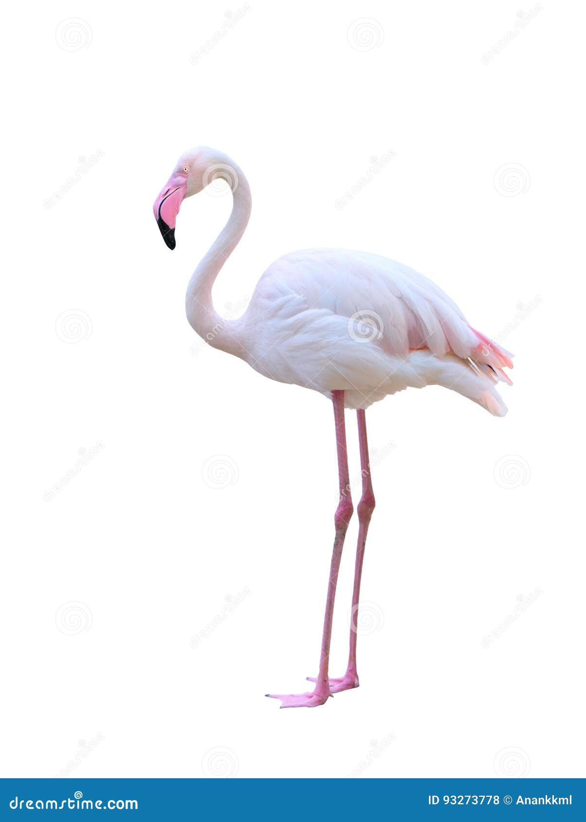 greater flamingo  on white background