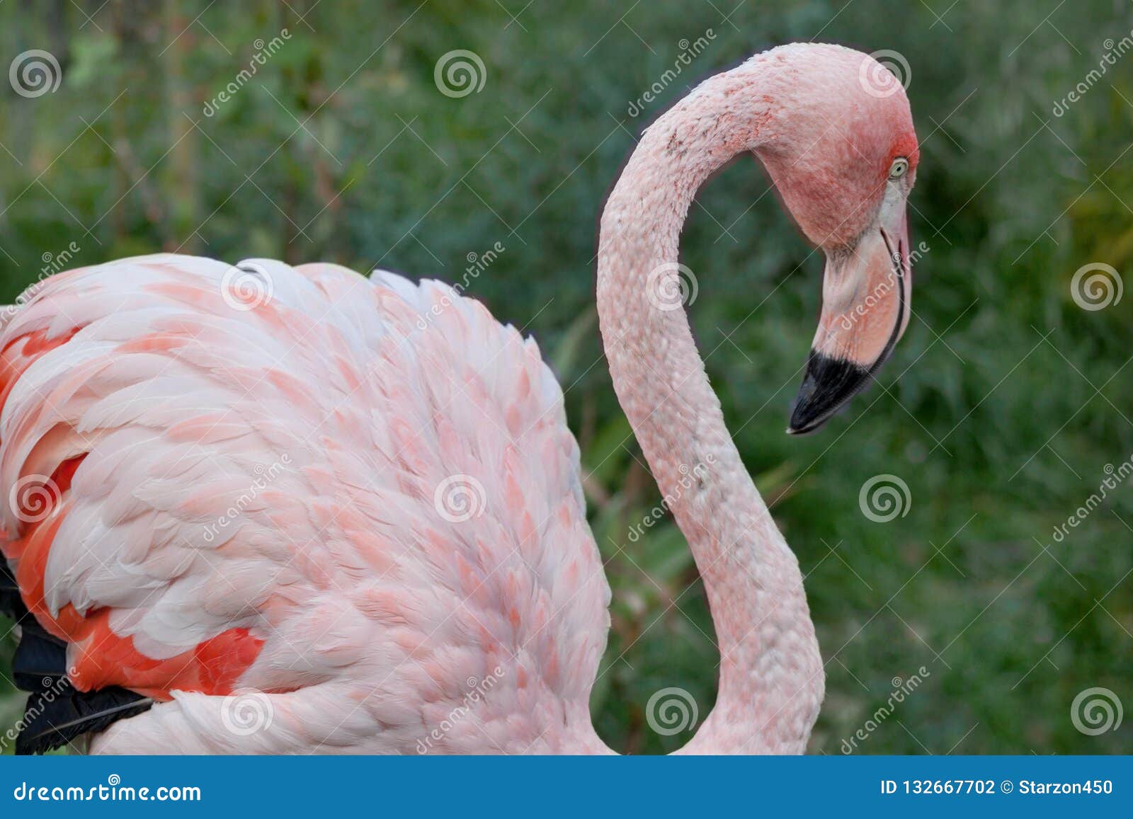 Greater Flamingo with Long Neck and Gorgeous Plumes. Phoenicopterus Roseus Stock Photo - Image of thickets, african: 132667702 Greater Flamingo with Long Neck and Gorgeous Plumes. Phoenicopterus Roseus Stock Photo - Image of thickets, african: 132667702