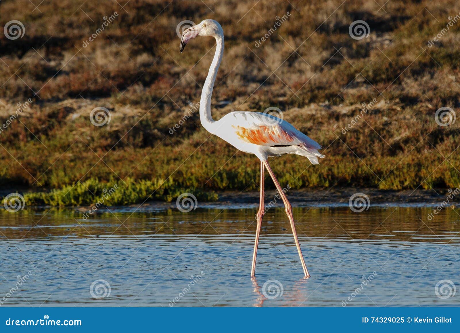 Greater Flamingo Phoenicopterus Roseus Stock Image - Image of group ...